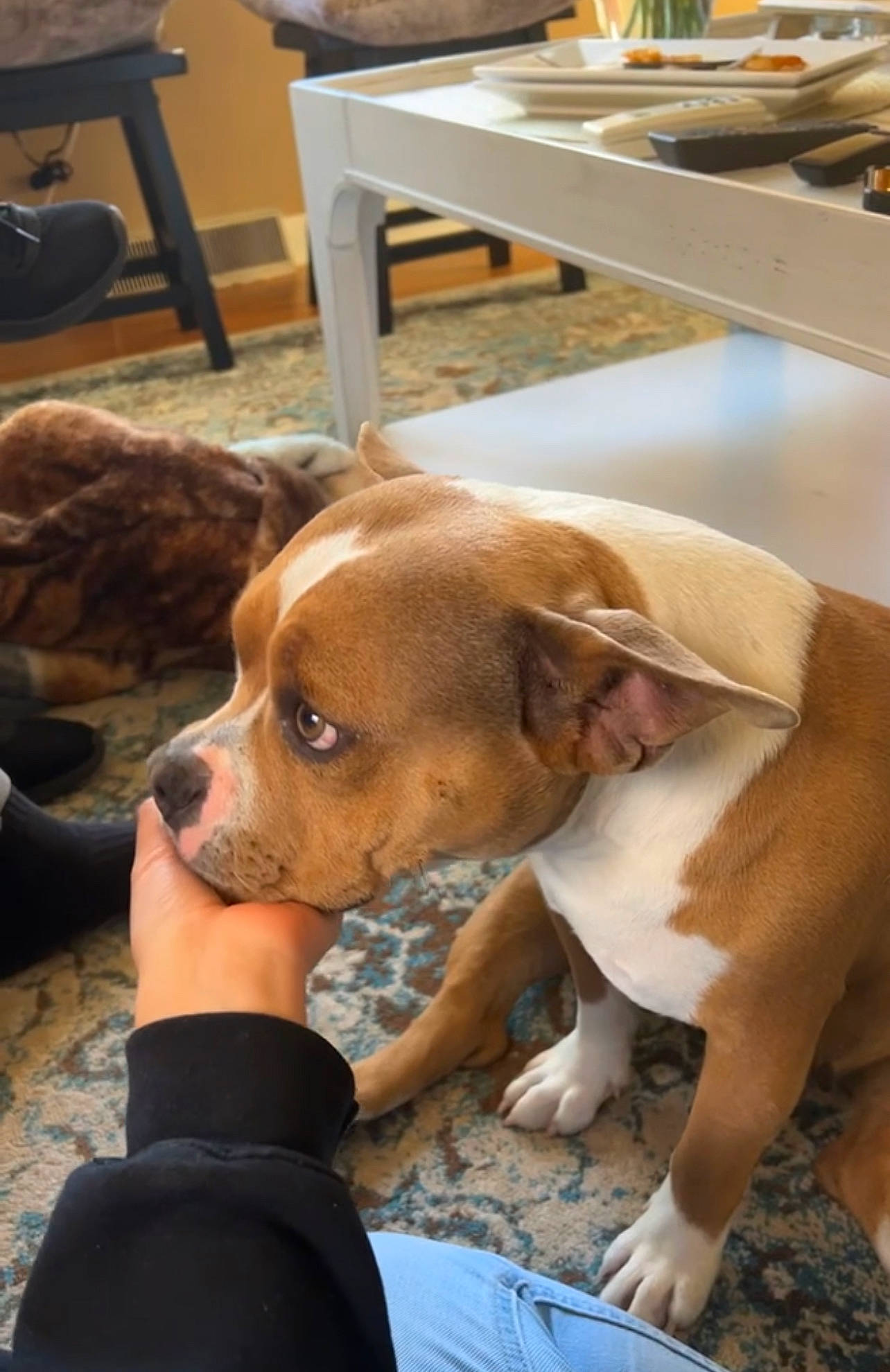 Bubbles joined the competition — help win amazing prizes! canidae, carnivore, chair, collar, comfort, companion_dog, dog, dog_breed, dog_supply, fawn, flooring, fur, hardwood, liver, pet_supply, snout, sporting_group, whiskers, wood, working_animal