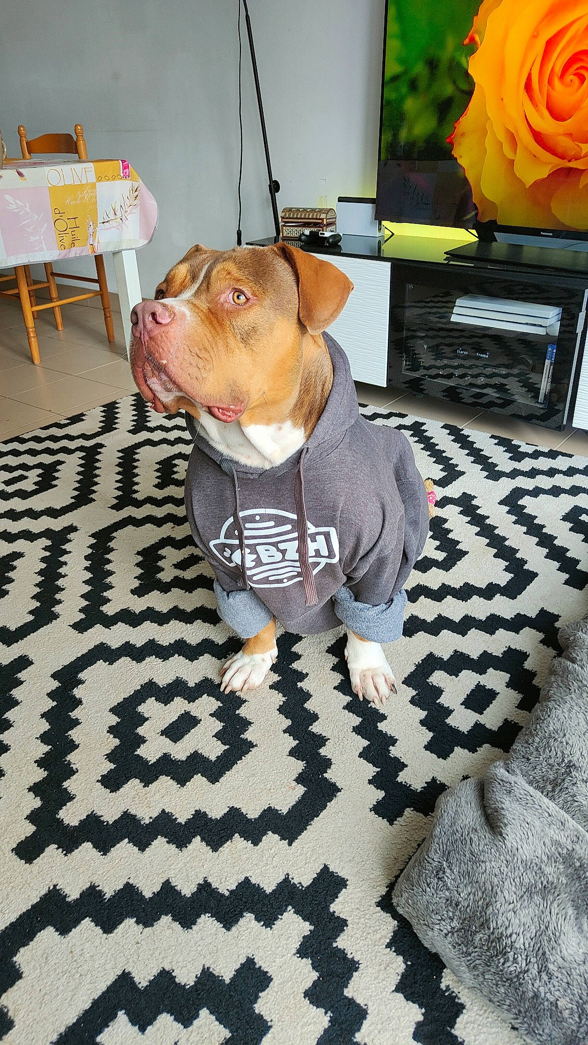 Siyar a rejoint le concours — aidez-le/la à gagner de superbes lots ! carnivore, carpet, companion_dog, dog, dog_breed, dog_clothes, dog_supply, event, fawn, floor, flooring, hardwood, linens, room, sleeve, snout, sporting_group, terrestrial_animal, whiskers, wood