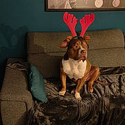 Siyar a rejoint le concours — aidez-le/la à gagner de superbes lots ! blanket, brown_dog, couch, decor, dog, floor, holiday_accessory, indoor, living_room, pet, pillow, reindeer_ears, relaxed, rug, seated, tattoos, vinyl_records, wall_art, white_chest, wooden_table