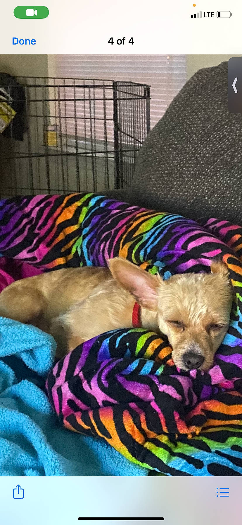 Maxxx joined the competition — help win amazing prizes! canidae, carnivore, companion_dog, dog, dog_breed, dog_clothes, fawn, nap, puppy, purple, sleep