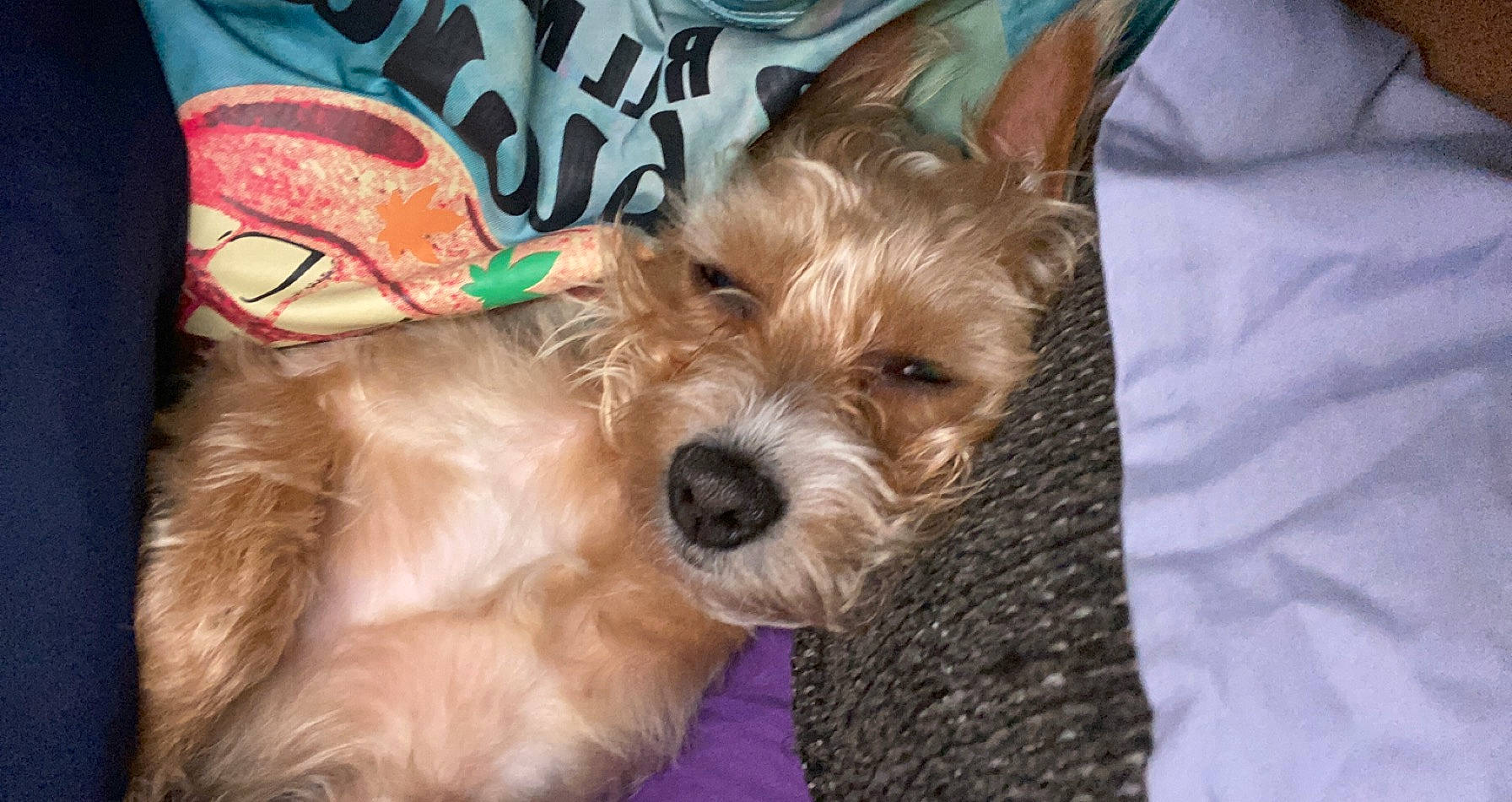 Maxxx joined the competition — help win amazing prizes! australian_silky_terrier, australian_terrier, cairn_terrier, canidae, carnivore, companion_dog, dog, dog_breed, mammal, norwich_terrier, puppy, rare_breed_dog, schnoodle, small_terrier, snout, sporting_lucas_terrier, terrier, vertebrate, west_highland_white_terrier, yorkshire_terrier