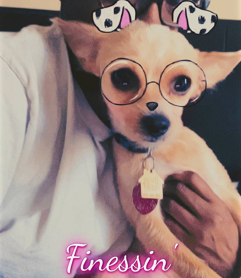 Maxxx joined the competition — help win amazing prizes! animation, canidae, carnivore, chihuahua, companion_dog, cool, dog, dog_breed, eyewear, fawn, glasses, illustration, photo_caption, puppy, puppy_love, snout, sunglasses, toy_dog
