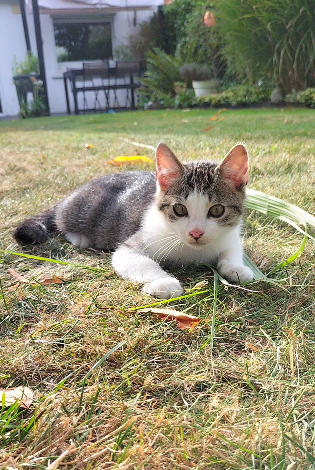 Niky a rejoint le concours — aidez-le/la à gagner de superbes lots ! building, carnivore, cat, domestic_short_haired_cat, felidae, fur, garden, grass, groundcover, house, plant, small_to_medium_sized_cats, snout, soil, tail, tree, whiskers, wildlife