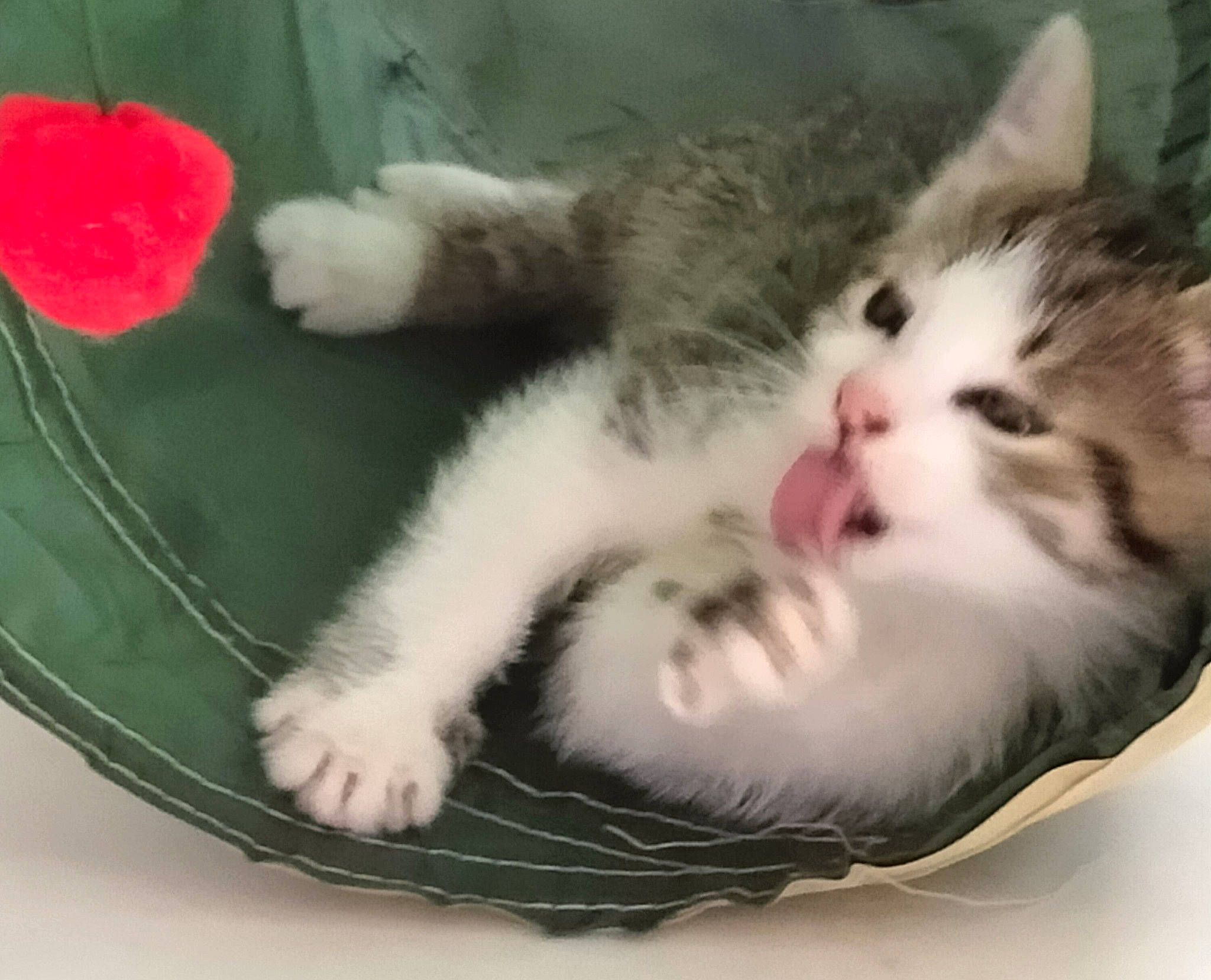 Niky a rejoint le concours — aidez-le/la à gagner de superbes lots ! carmine, carnivore, cat, claw, comfort, domestic_short_haired_cat, eye, felidae, foot, fur, nap, paw, small_to_medium_sized_cats, snout, tail, whiskers