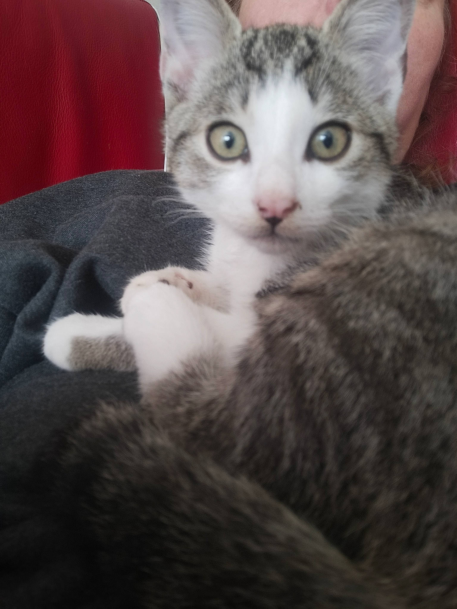 Niky participe au concours pour gagner de l'argent avec cette photo : carnivore, cat, claw, comfort, couch, domestic_short_haired_cat, eye, felidae, fur, paw, small_to_medium_sized_cats, snout, tail, whiskers