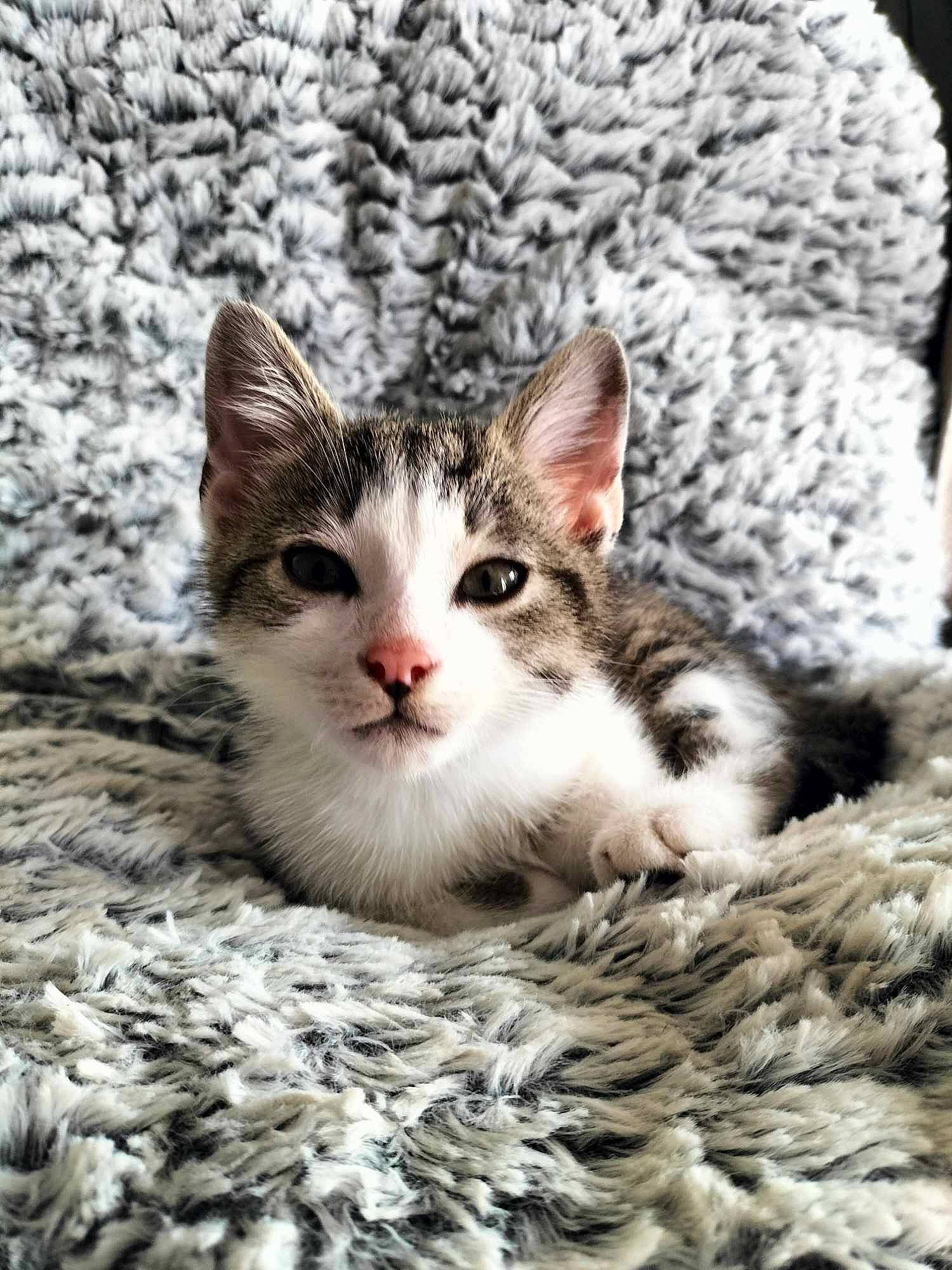 Niky a rejoint le concours — aidez-le/la à gagner de superbes lots ! carnivore, cat, claw, comfort, domestic_short_haired_cat, eye, felidae, fur, paw, small_to_medium_sized_cats, snout, snow, terrestrial_animal, tree, whiskers, wildlife, winter, wood