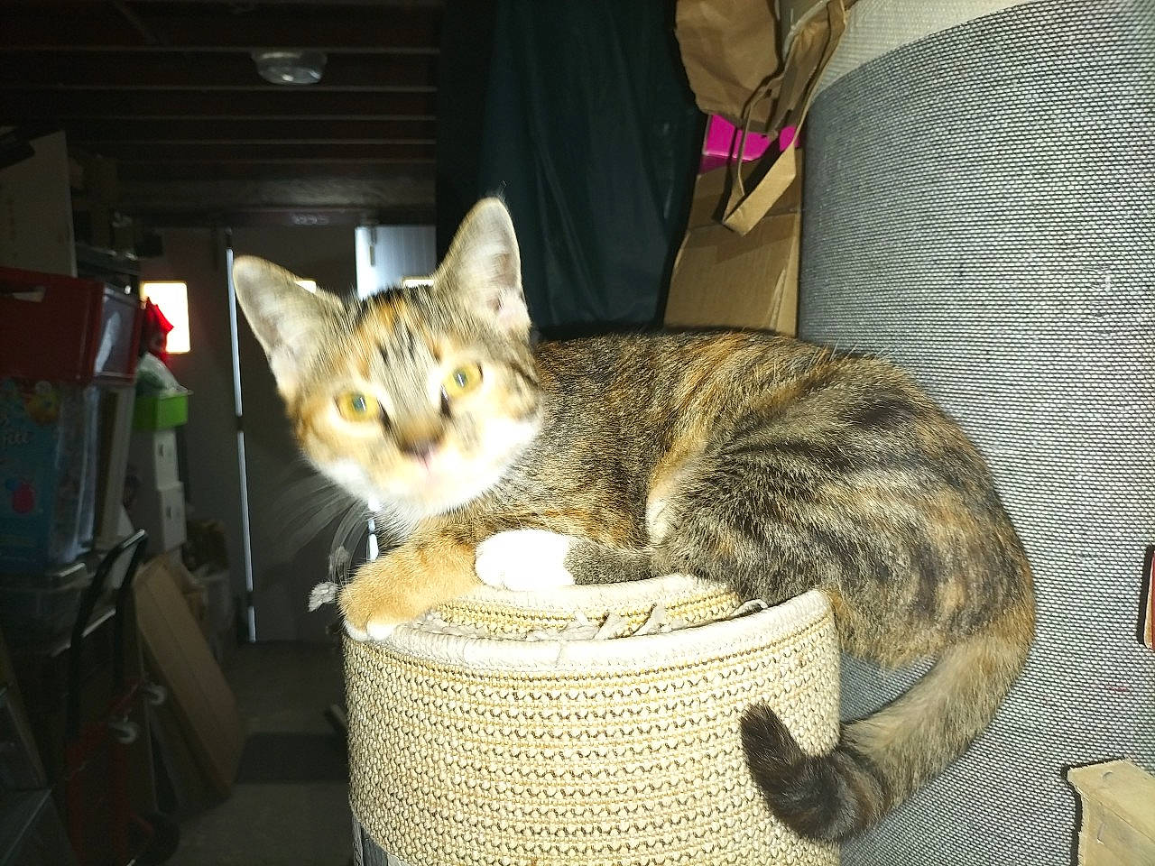 Chance a rejoint le concours — aidez-le/la à gagner de superbes lots ! basket, carnivore, cat, cat_furniture, cat_supply, chair, comfort, domestic_short_haired_cat, fawn, felidae, fur, paw, sitting, small_to_medium_sized_cats, snout, tail, terrestrial_animal, tie, whiskers, wicker