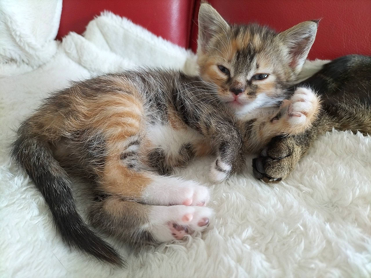 Chance a rejoint le concours — aidez-le/la à gagner de superbes lots ! carnivore, cat, cat_bed, claw, comfort, domestic_short_haired_cat, felidae, fur, nap, paw, small_to_medium_sized_cats, tail, whiskers