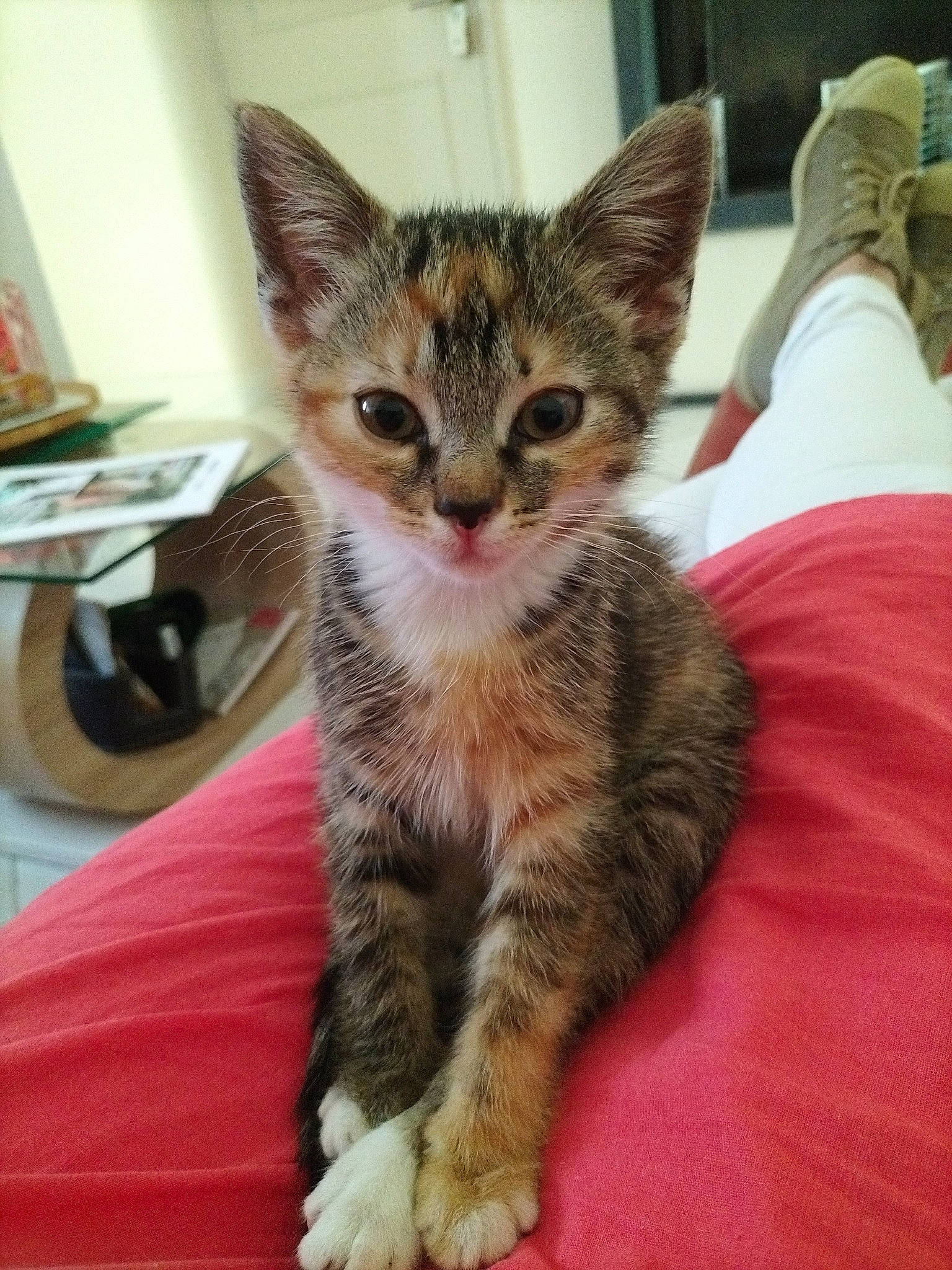 Chance a rejoint le concours — aidez-le/la à gagner de superbes lots ! art, carnivore, cat, claw, comfort, domestic_short_haired_cat, felidae, fur, paw, sitting, small_to_medium_sized_cats, snout, tail, terrestrial_animal, whiskers