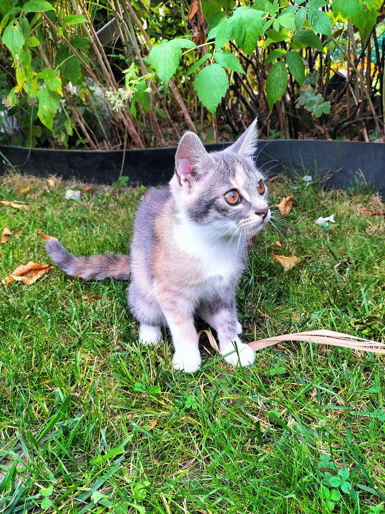 Moon a rejoint le concours — aidez-le/la à gagner de superbes lots ! annual_plant, carnivore, cat, domestic_short_haired_cat, felidae, flowering_plant, fur, garden, grass, groundcover, herb, herbaceous_plant, plant, shrub, small_to_medium_sized_cats, snout, tail, terrestrial_animal, tree, whiskers