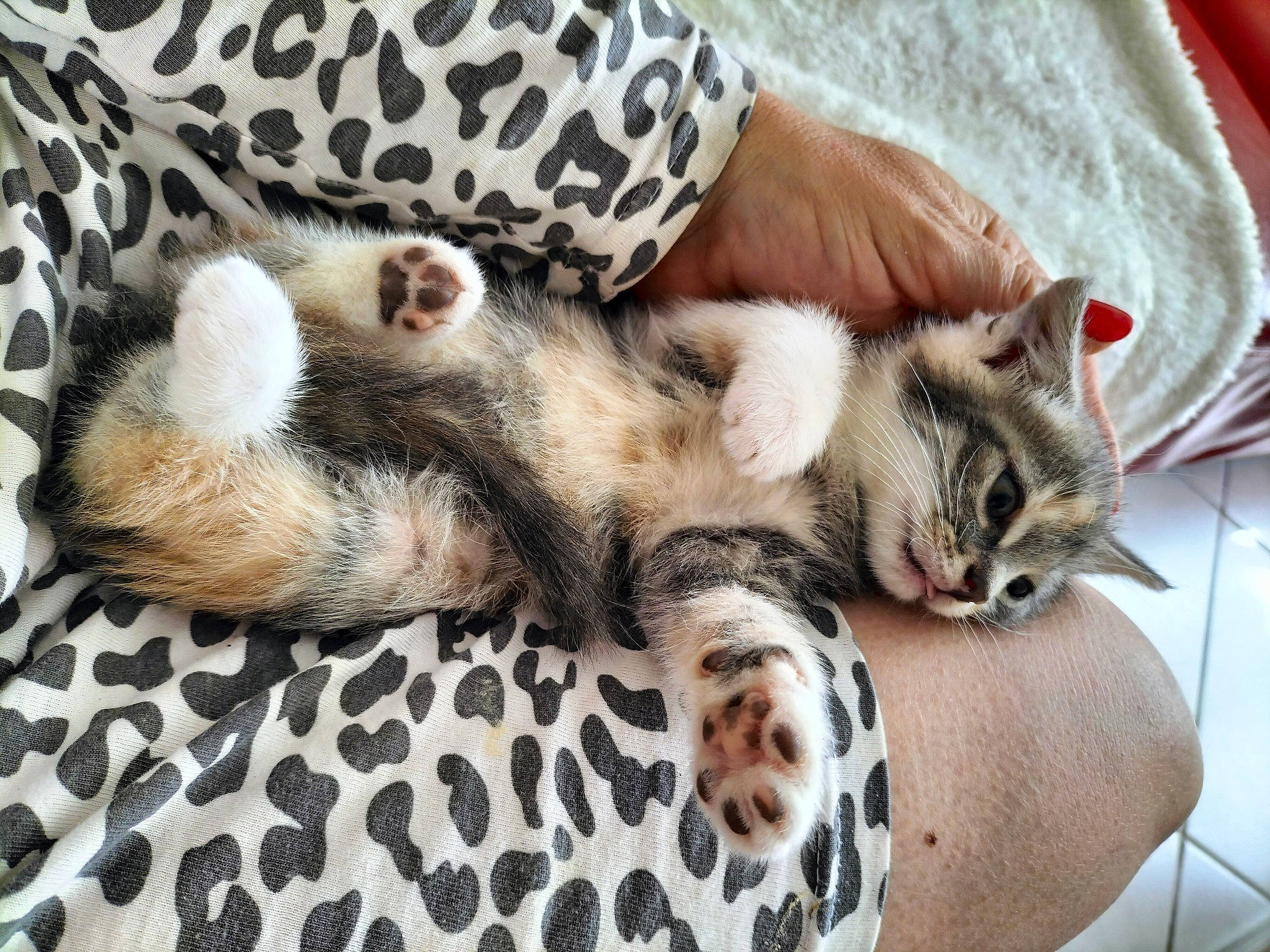 Moon participe au concours pour gagner de l'argent avec cette photo : carnivore, cat, claw, comfort, couch, domestic_short_haired_cat, felidae, foot, fur, grey, linens, mammal, nap, pattern, paw, small_to_medium_sized_cats, terrestrial_animal, whiskers