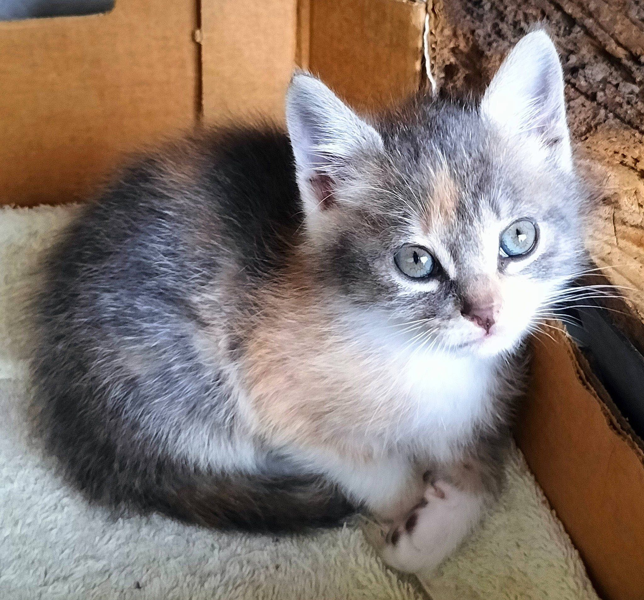 Moon participe au concours pour gagner de l'argent avec cette photo : box, carnivore, cat, cat_supply, claw, domestic_short_haired_cat, felidae, fur, paw, small_to_medium_sized_cats, snout, tail, terrestrial_animal, whiskers, window