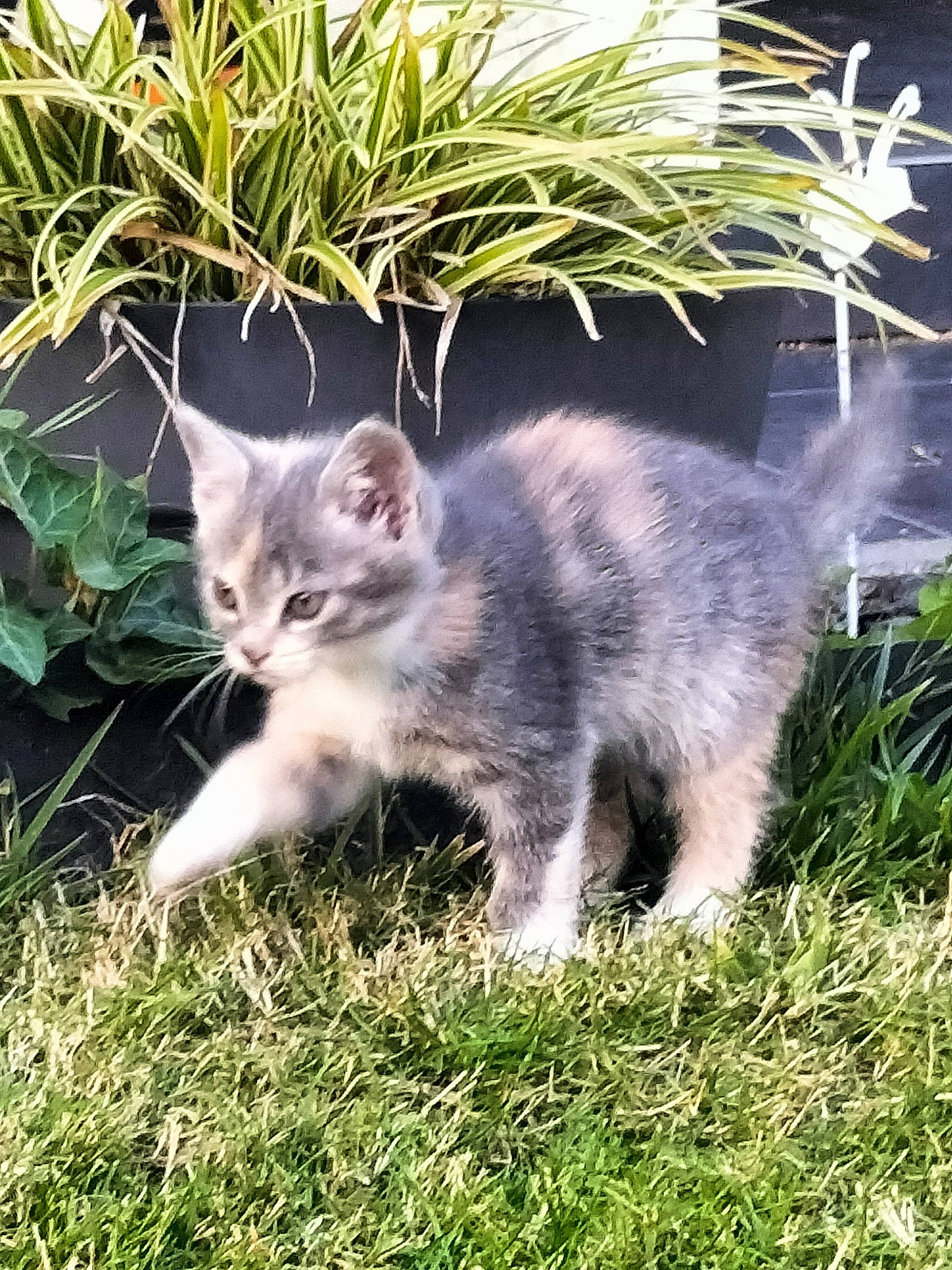 Moon a rejoint le concours — aidez-le/la à gagner de superbes lots ! carnivore, cat, domestic_short_haired_cat, fawn, felidae, fur, grass, groundcover, herb, herbaceous_plant, paw, photo_caption, plant, small_to_medium_sized_cats, snout, tail, terrestrial_animal, terrestrial_plant, whiskers, wildlife