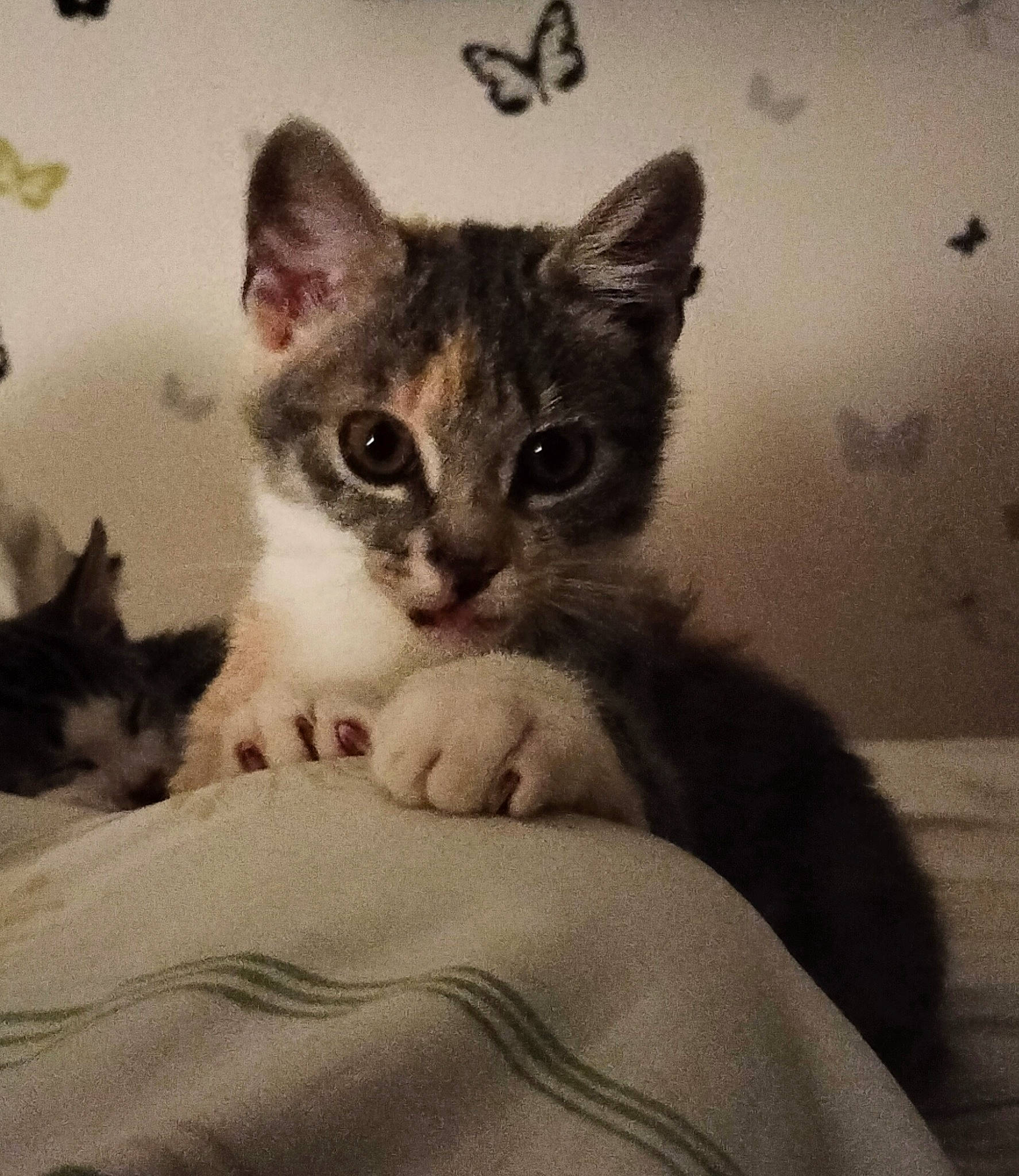 Moon participe au concours pour gagner de l'argent avec cette photo : carnivore, cat, comfort, domestic_short_haired_cat, felidae, fur, grey, paw, sitting, small_to_medium_sized_cats, tail, terrestrial_animal, whiskers