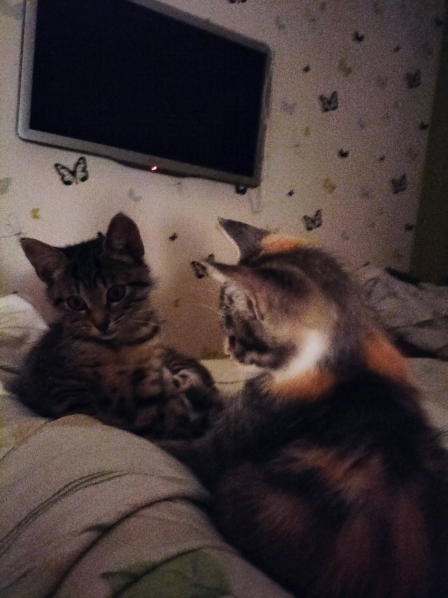 Yuna participe au concours pour gagner de l'argent avec cette photo : carnivore, cat, cloud, comfort, electronic_device, felidae, floor, flooring, fur, grey, hardwood, living_room, room, small_to_medium_sized_cats, snout, tail, television, tints_and_shades, whiskers, wood