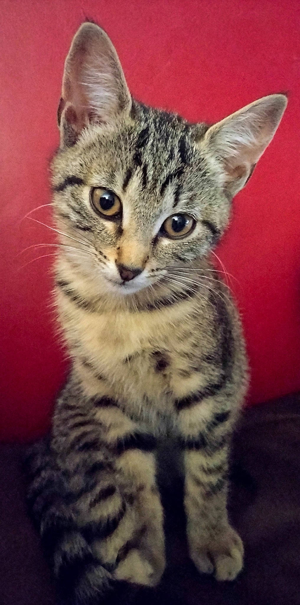 Yuna a rejoint le concours — aidez-le/la à gagner de superbes lots ! carnivore, cat, domestic_short_haired_cat, eye, felidae, fur, head, small_to_medium_sized_cats, snout, terrestrial_animal, whiskers, wildlife