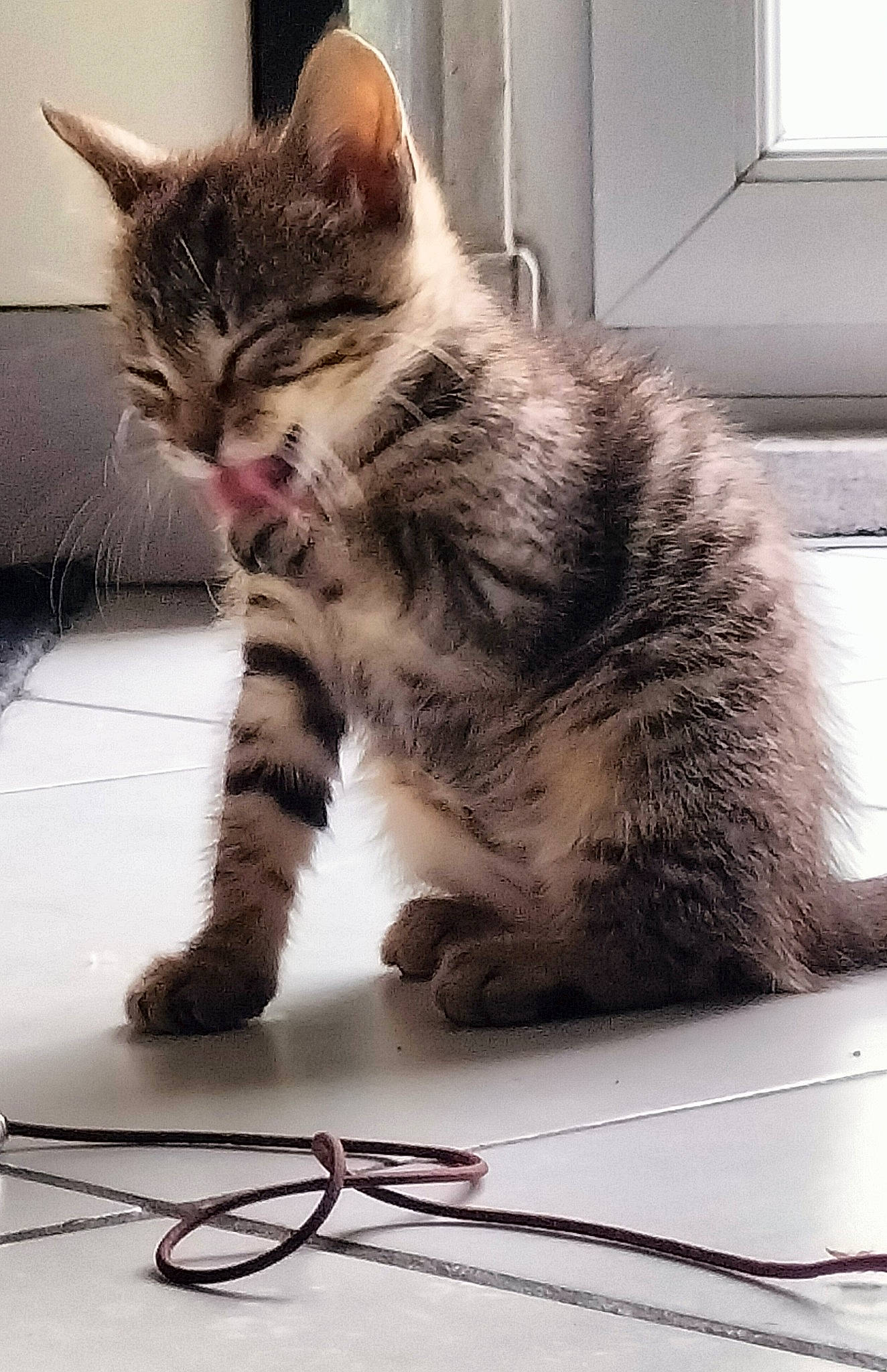 Yuna participe au concours pour gagner de l'argent avec cette photo : cable, carnivore, cat, claw, comfort, domestic_short_haired_cat, felidae, fur, metal, paw, sitting, small_to_medium_sized_cats, snout, tail, terrestrial_animal, whiskers, window, wire