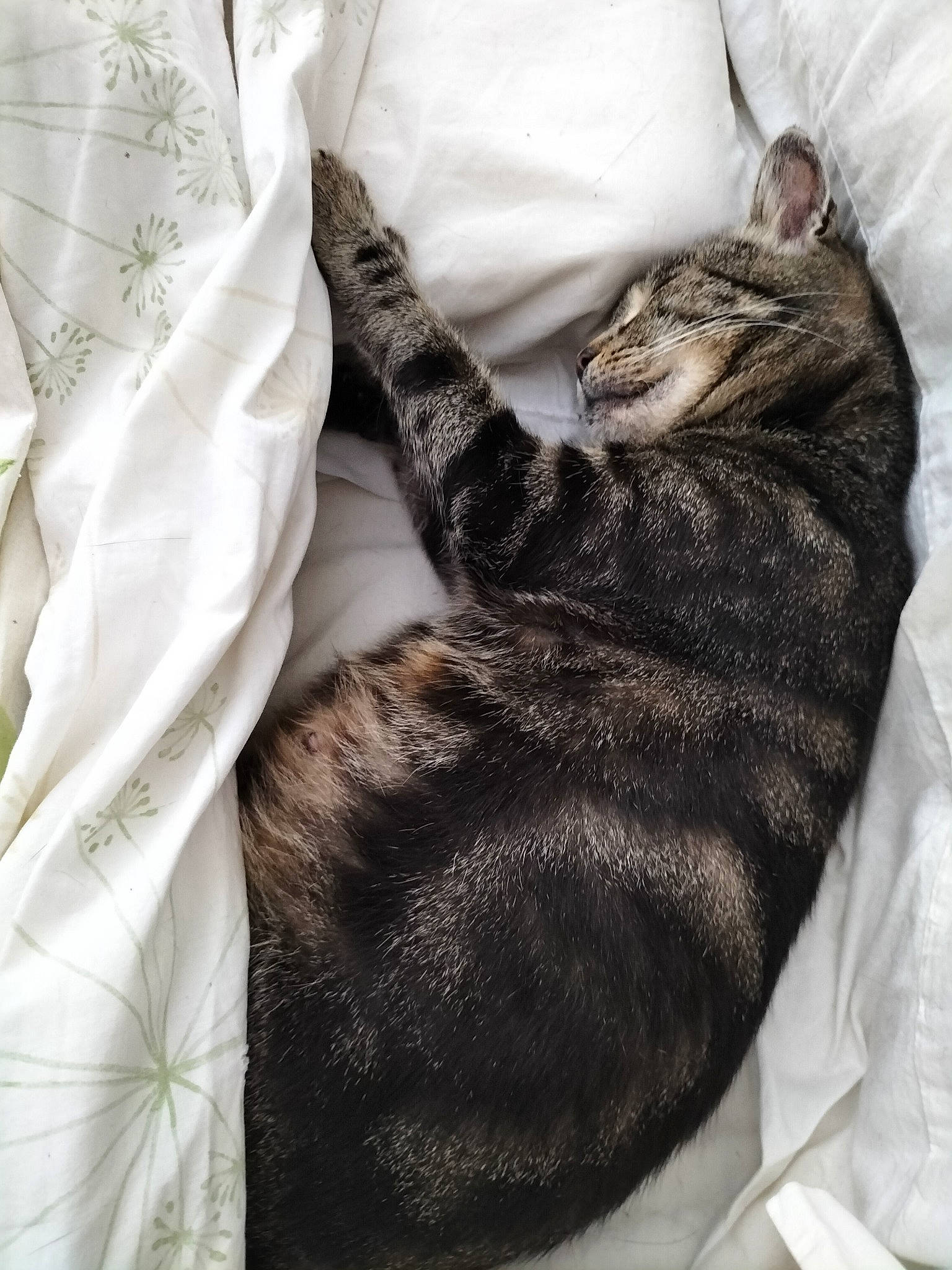 Mummy a rejoint le concours — aidez-le/la à gagner de superbes lots ! bedding, carnivore, cat, claw, comfort, domestic_short_haired_cat, duvet, fawn, felidae, fur, grey, linens, nap, pattern, paw, sleeve, small_to_medium_sized_cats, tail, textile, whiskers