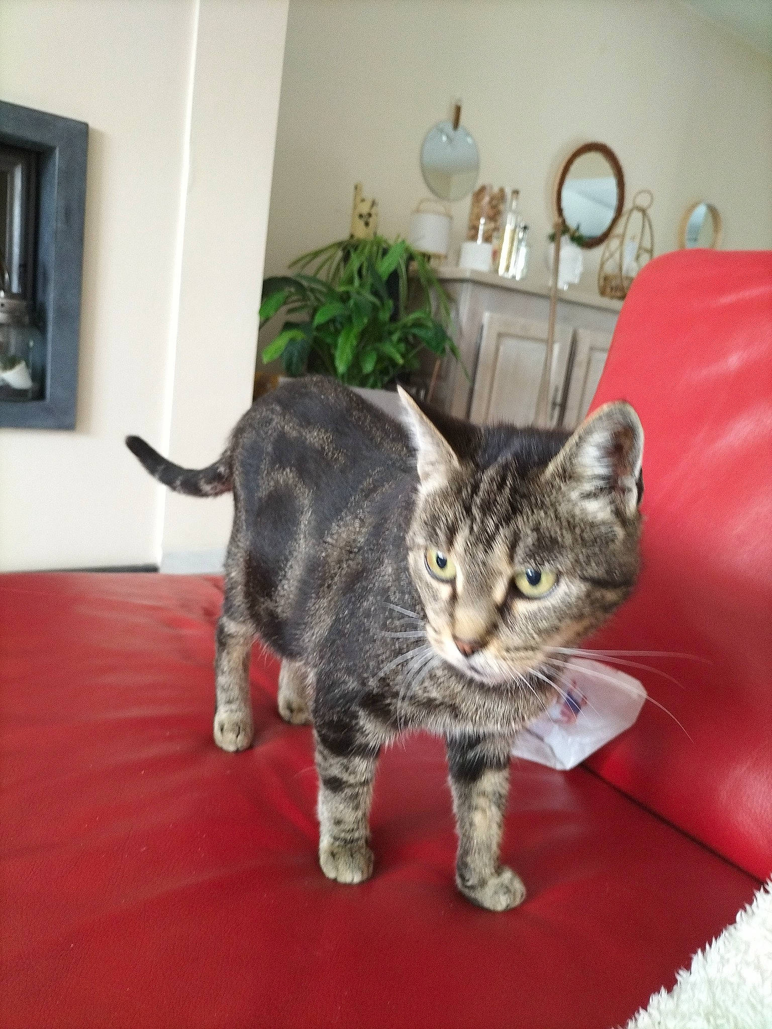 Mummy a rejoint le concours — aidez-le/la à gagner de superbes lots ! carnivore, cat, cat_supply, claw, comfort, domestic_short_haired_cat, felidae, flooring, fur, houseplant, paw, picture_frame, plant, room, small_to_medium_sized_cats, snout, tail, terrestrial_animal, wall_plate, whiskers