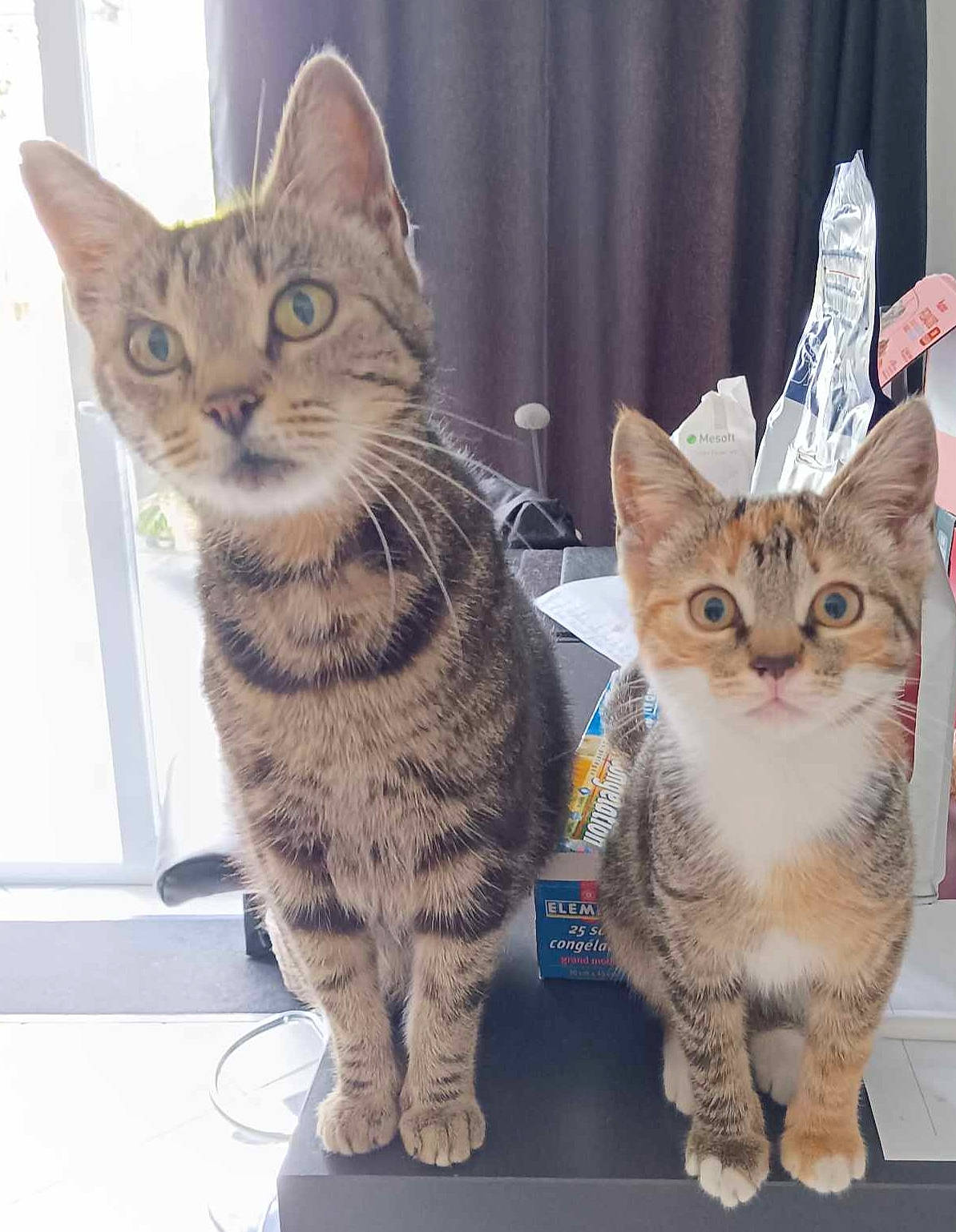 Mummy a rejoint le concours — aidez-le/la à gagner de superbes lots ! carnivore, cat, curtain, domestic_short_haired_cat, eye, felidae, fur, paw, sitting, small_to_medium_sized_cats, snout, tail, terrestrial_animal, whiskers, window