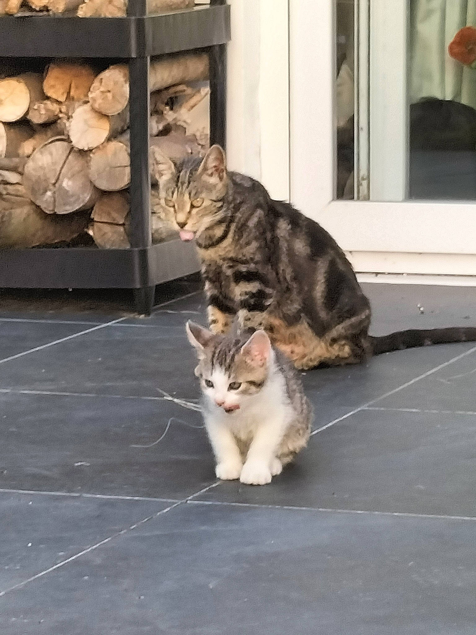 Mummy a rejoint le concours — aidez-le/la à gagner de superbes lots ! carnivore, cat, domestic_short_haired_cat, door, felidae, flooring, fur, paw, road_surface, sitting, small_to_medium_sized_cats, snout, tail, terrestrial_animal, whiskers, window, wood