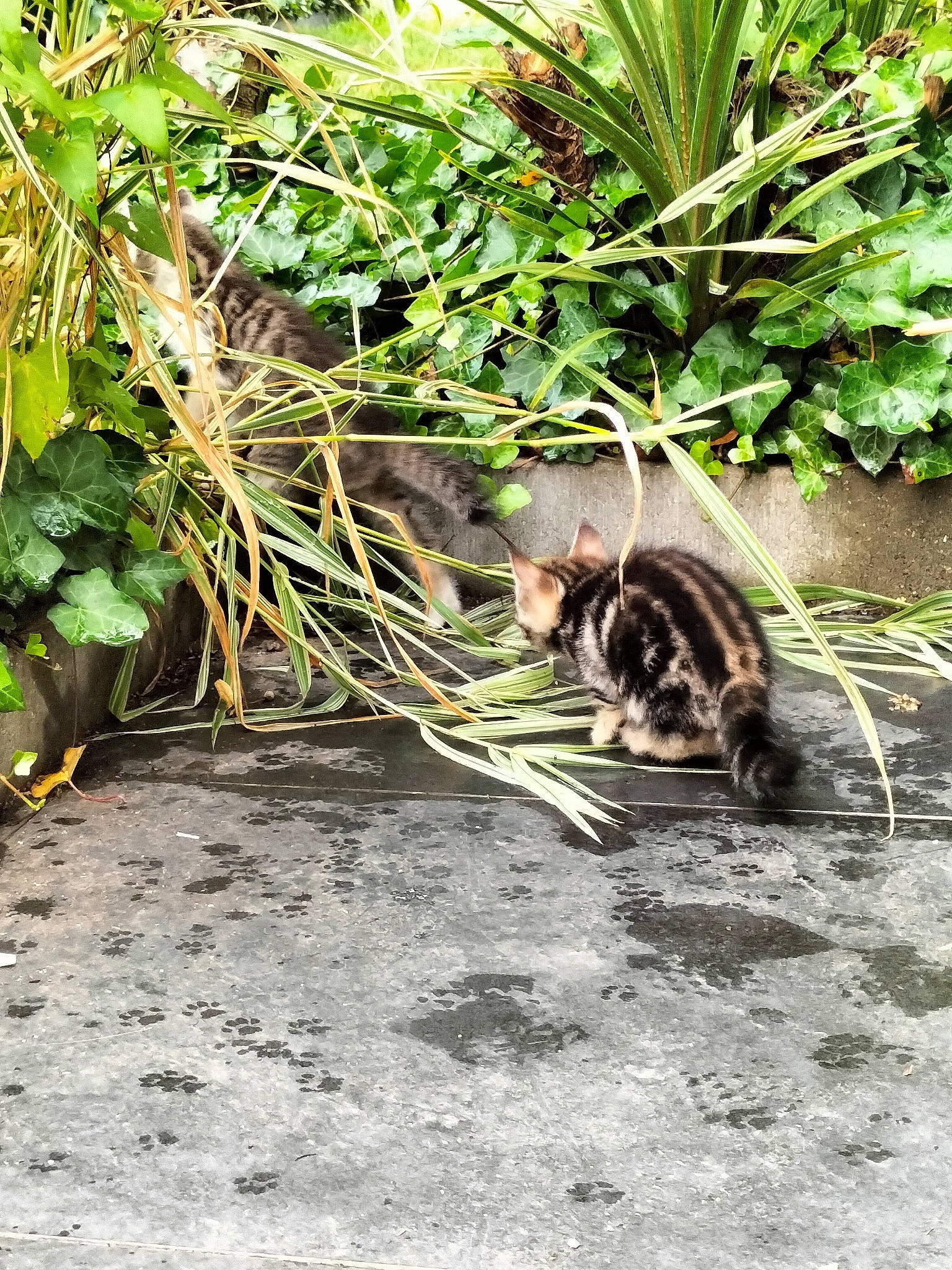 Paillette a rejoint le concours — aidez-le/la à gagner de superbes lots ! arecales, automotive_tire, carnivore, cat, fawn, felidae, grass, groundcover, landscape, plant, road_surface, shrub, small_to_medium_sized_cats, soil, tail, terrestrial_animal, terrestrial_plant, tree, whiskers, wildlife