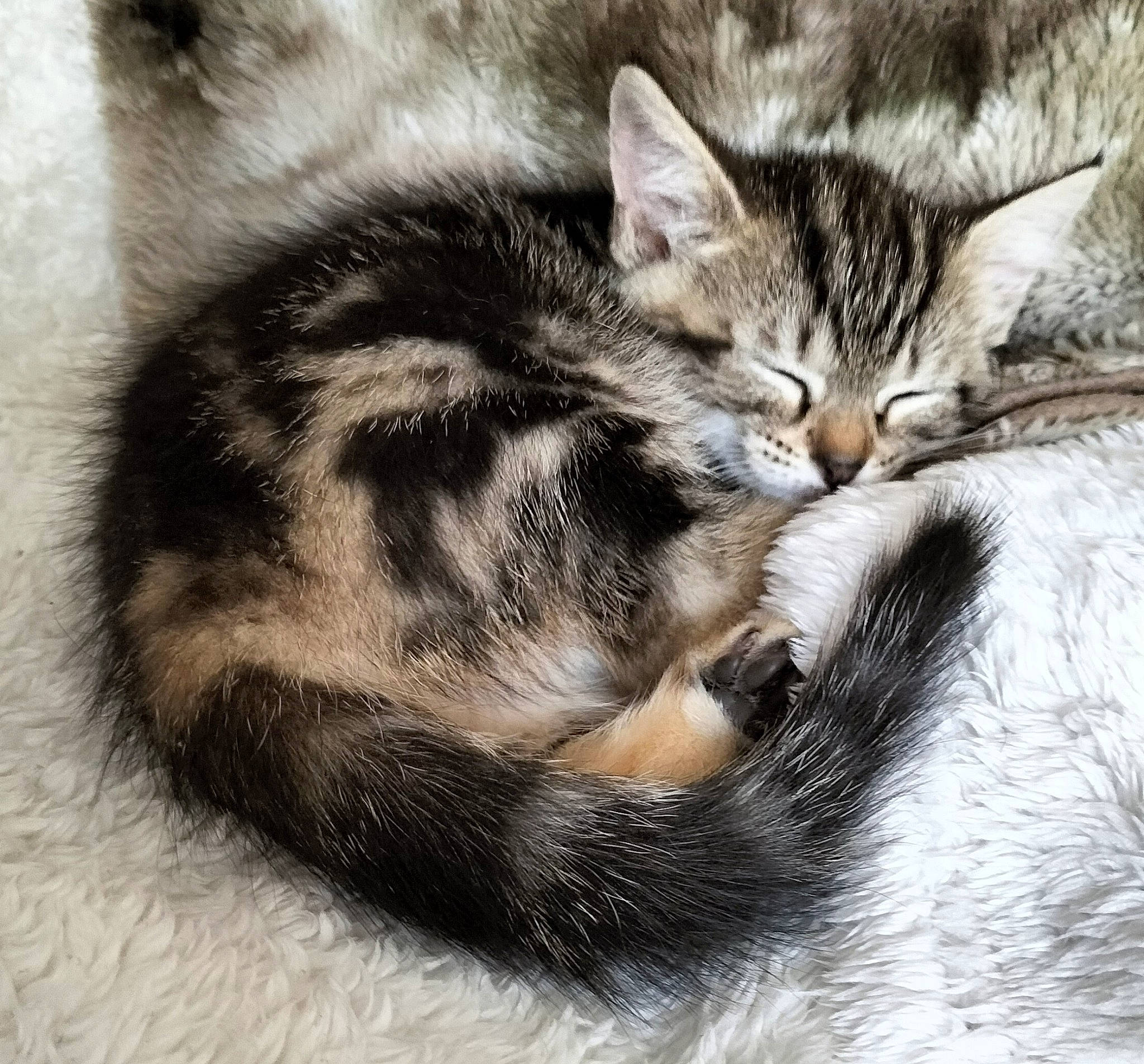 Paillette a rejoint le concours — aidez-le/la à gagner de superbes lots ! bored, carnivore, cat, claw, comfort, domestic_short_haired_cat, ear, felidae, fur, grey, nap, paw, plant, sleep, small_to_medium_sized_cats, snout, tail, terrestrial_animal, whiskers, wildlife