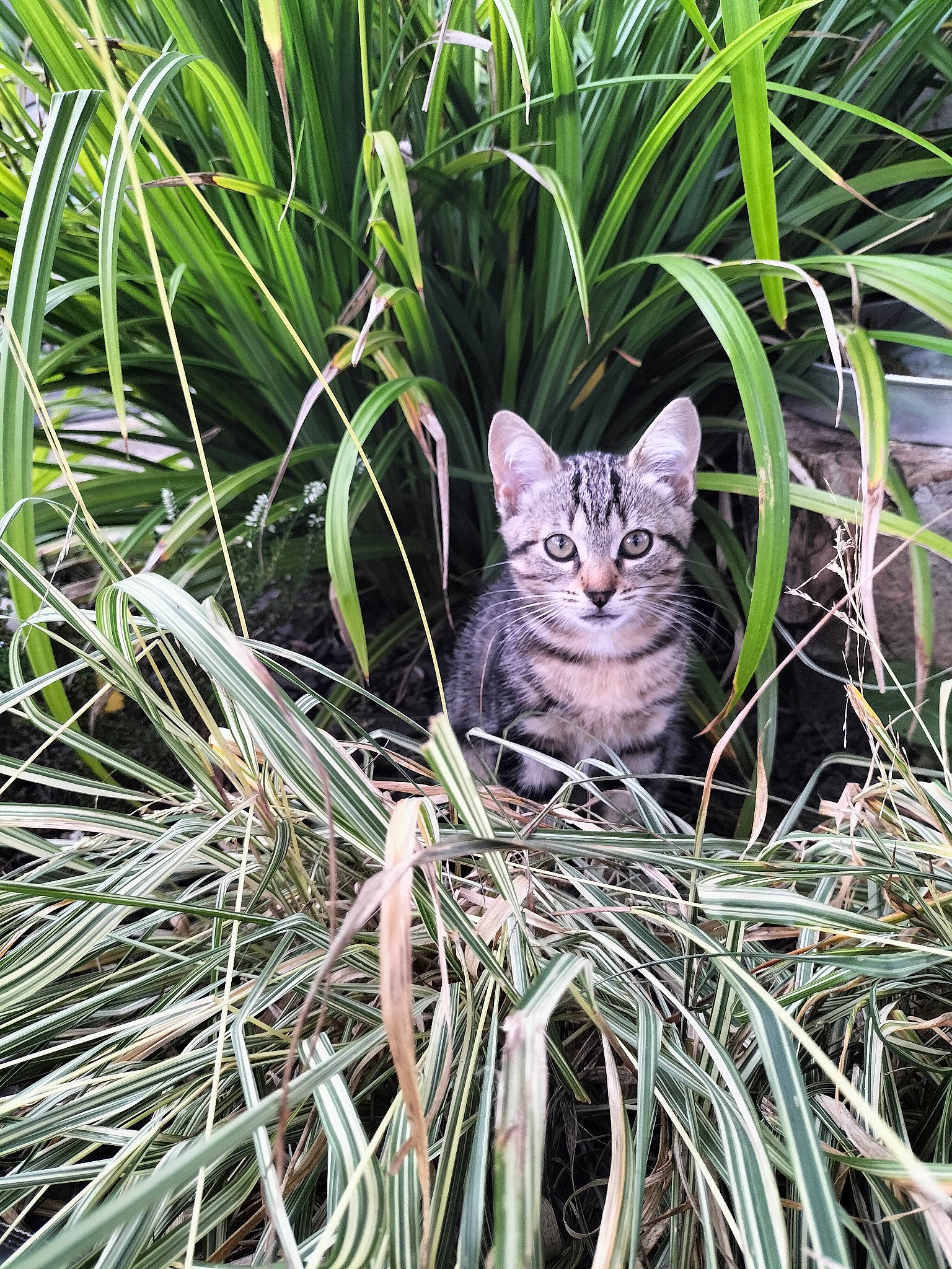 Paillette participe au concours pour gagner de l'argent avec cette photo : carnivore, cat, domestic_short_haired_cat, fawn, felidae, flowering_plant, fur, grass, grass_family, groundcover, plant, sitting, small_to_medium_sized_cats, snout, tail, terrestrial_animal, terrestrial_plant, twig, whiskers, wildlife