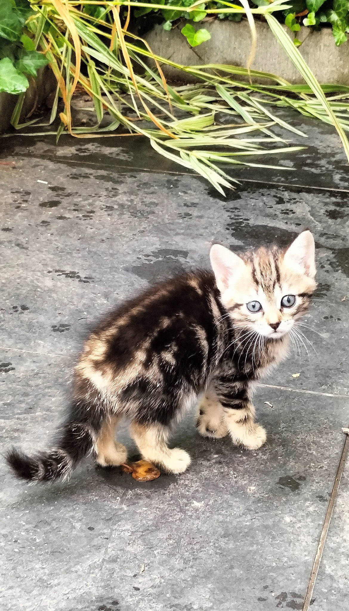 Paillette participe au concours pour gagner de l'argent avec cette photo : carnivore, cat, claw, domestic_short_haired_cat, eye, fawn, felidae, foot, fur, grass, organism, paw, plant, road_surface, small_to_medium_sized_cats, tail, terrestrial_animal, tree, whiskers, wildlife