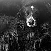 Lulu participe au concours pour gagner de l'argent avec cette photo : dog, black_and_white, fluffy, sleeping, close_up, pet, animal, fur, portrait, peaceful, cozy, muzzle, whiskers, cute, relaxed, indoors, soft, calm, face, nose