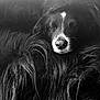 dog, black_and_white, fluffy, sleeping, close_up, pet, animal, fur, portrait, peaceful, cozy, muzzle, whiskers, cute, relaxed, indoors, soft, calm, face, nose