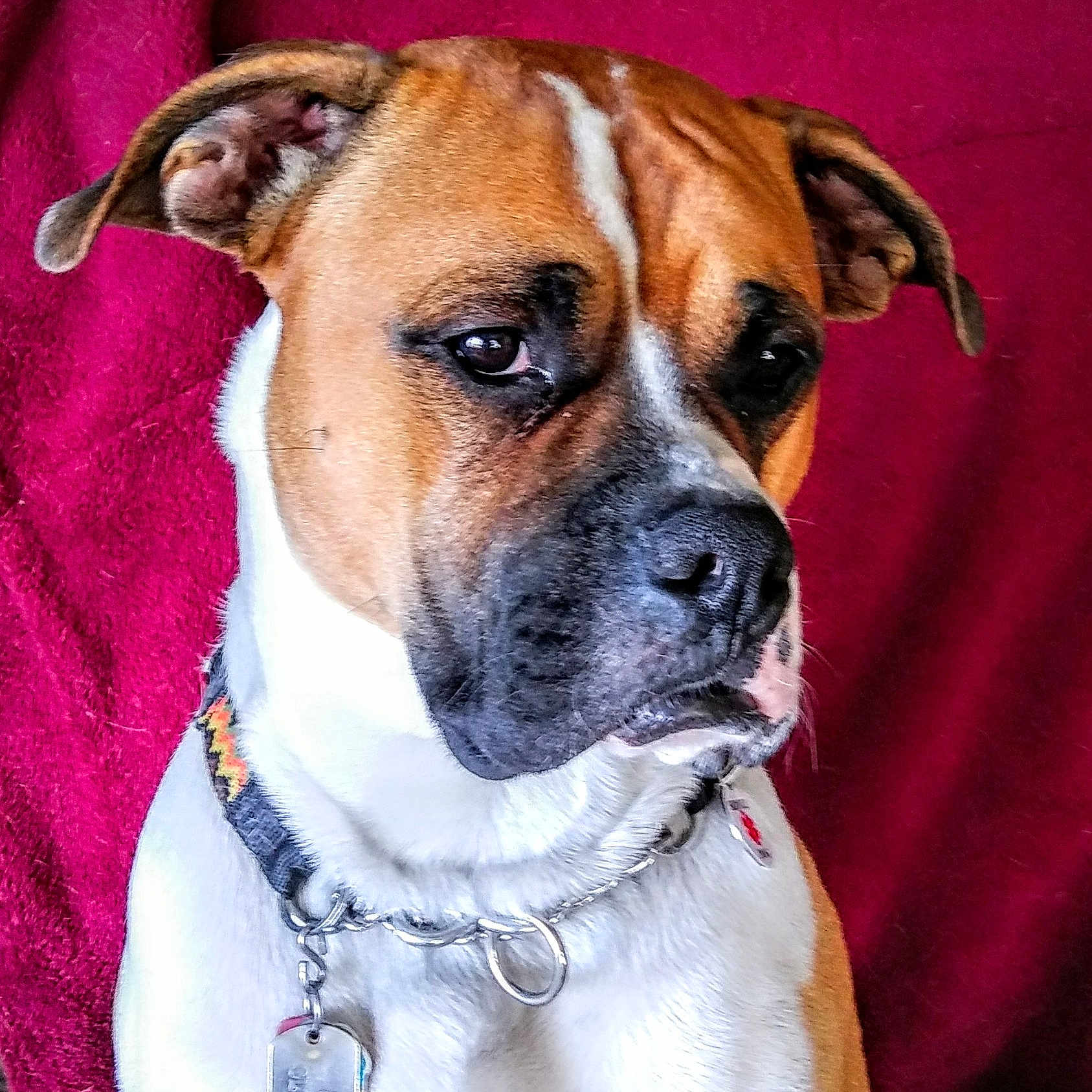 Sir Clancy is registered to the contest to win money with this photo: accessories, animal, bostonbull, boxer, bulldog, canine, collar, dog, frenchbulldog, hound, pet, pitbull, puppy, snout