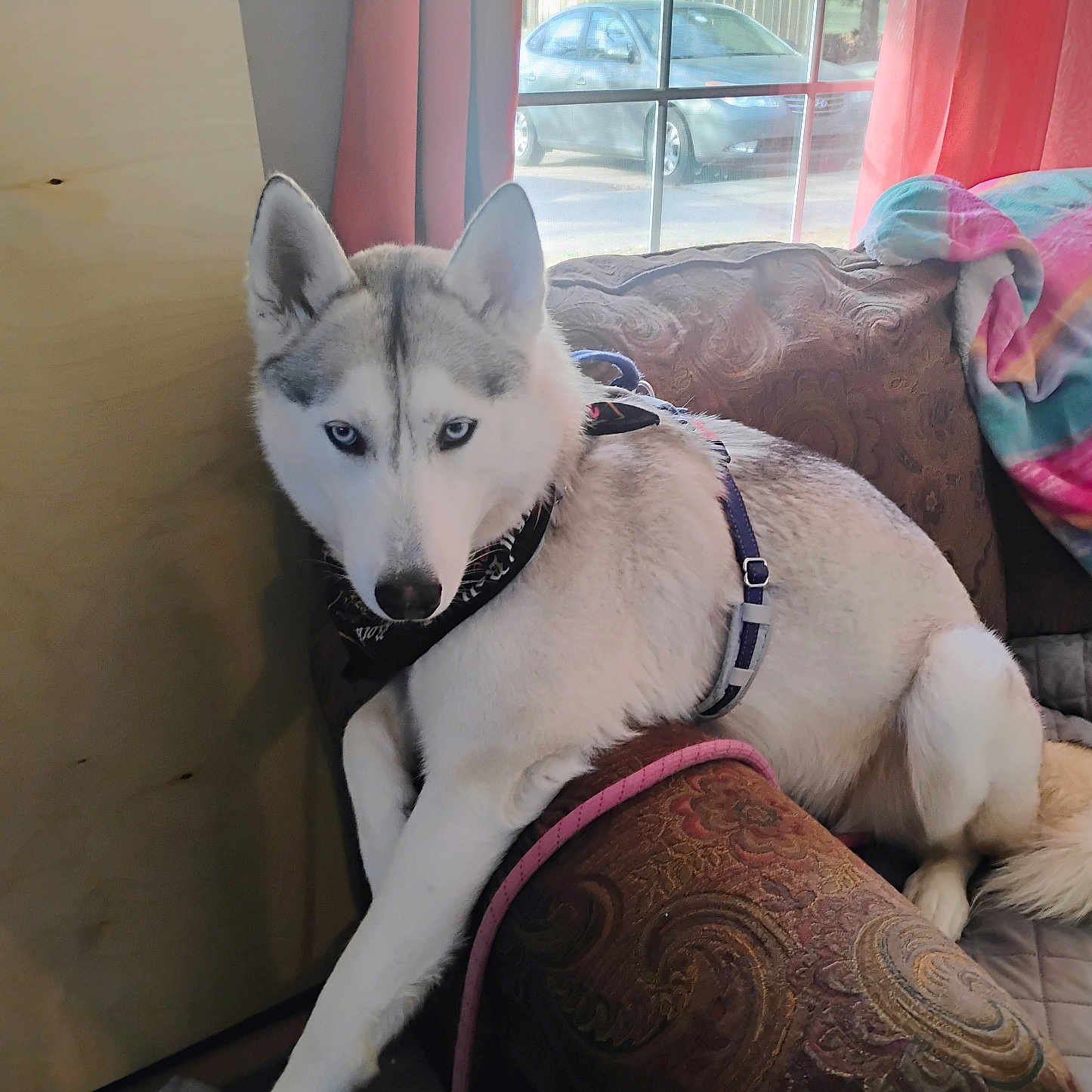 Bella is registered to the contest to win money with this photo: animal, architecture, building, canine, car, couch, cushion, dog, eskimodog, furniture, homedecor, husky, indoors, interiordesign, machine, pet, puppy, transportation, vehicle, wheel