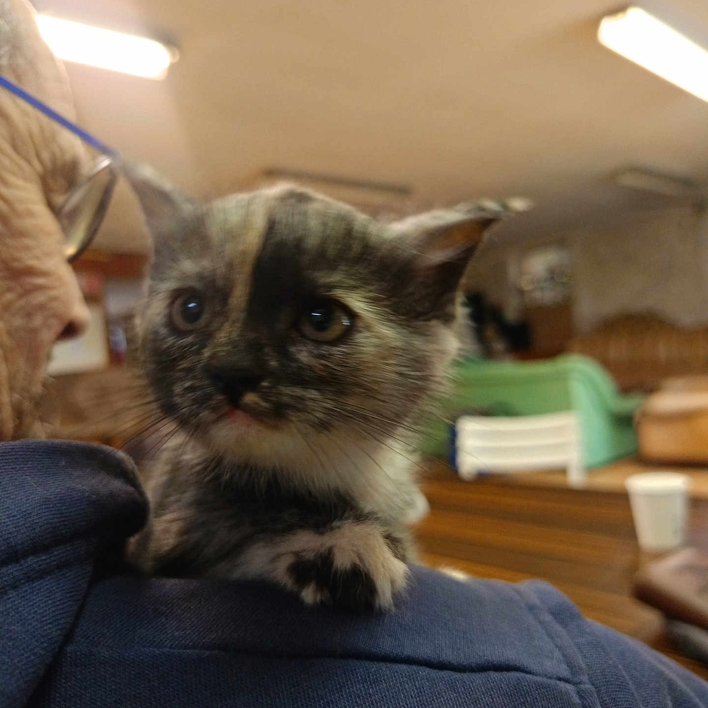 Afis a rejoint le concours — aidez-le/la à gagner de superbes lots ! animal, blue_jacket, blurred_background, cat, closeup, companion, curious, cute, ears, feline, fur, home, indoor, kitten, person, pet, shoulder, warm_lighting, whiskers, young_animal