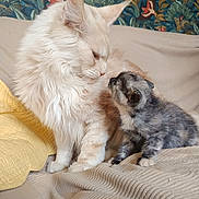 Afis participe au concours pour gagner de l'argent avec cette photo : cat, kitten, fluffy, tortoiseshell, cream_colored, couch, blanket, indoor, cozy, animals, pets, feline, fur, close_up, interaction, affection, resting, cute, young, background
