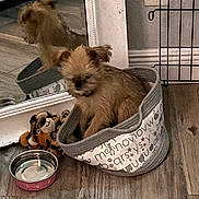 Cooper is registered to the contest to win money with this photo: animal, basket, brown_dog, cozy, cute, dog, flooring, furry, home, indoor, mirror, pet, pet_accessory, plush_toy, puppy, reflection, resting, small_dog, water_bowl, wood_floor
