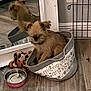 animal, basket, brown_dog, cozy, cute, dog, flooring, furry, home, indoor, mirror, pet, pet_accessory, plush_toy, puppy, reflection, resting, small_dog, water_bowl, wood_floor