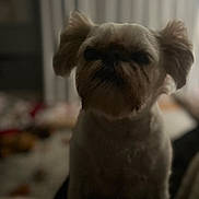 Cooper joined the competition — help win amazing prizes! dog, indoor, low_light, blurry, fluffy_ears, pet, animal, shadow, mystery, fur, companion, house, curtain, background, dark, portrait, cute, small_dog, furry, domestic