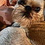 Cooper joined the competition — help win amazing prizes! animal, beard, close_up, companion, cozy, curious, cute, dog, domestic_animal, eyes, fabric, fur, furry, indoor, mammal, pet, portrait, small_dog, snout, whiskers