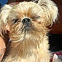 Cooper is registered to the contest to win money with this photo: animal, arm, blanket, car_interior, casual, close_up, dog, face, fur, indoor, light_color, nose, orange_clothing, person, pet, scruffy, seatbelt, sunlight, tattoo, whiskers