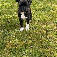 True joined the competition — help win amazing prizes! animal, black, boxer, canine, daylight, dog, ears, fur, grass, lawn, nature, outdoor, pet, playful, puppy, standing, summer, tail, white, young