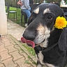 dog, flower, yellow_flower, tongue, outdoor, people, chair, grass, pavement, black_dog, pet, animal, nature, cute, playful, closeup, fur, ears, collar, background