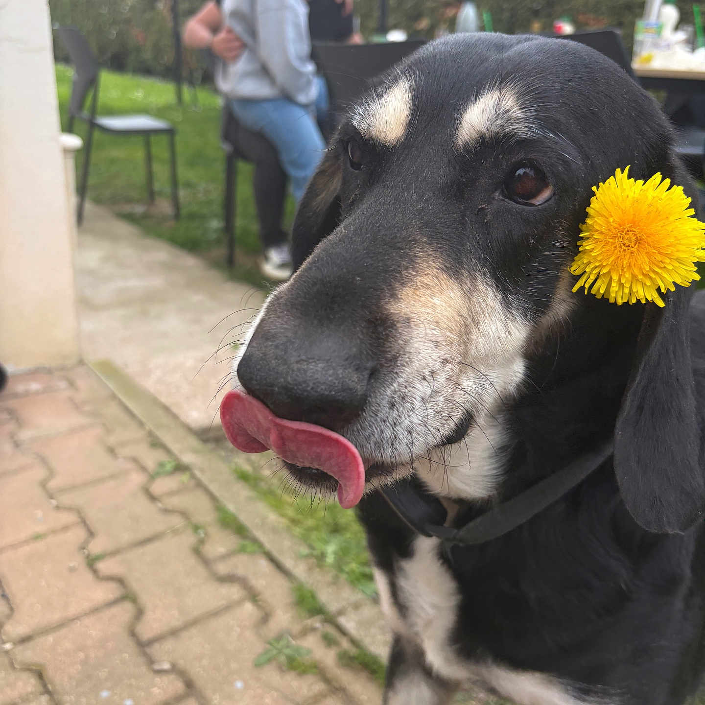 Cookies a rejoint le concours — aidez-le/la à gagner de superbes lots ! dog, flower, yellow_flower, tongue, outdoor, people, chair, grass, pavement, black_dog, pet, animal, nature, cute, playful, closeup, fur, ears, collar, background