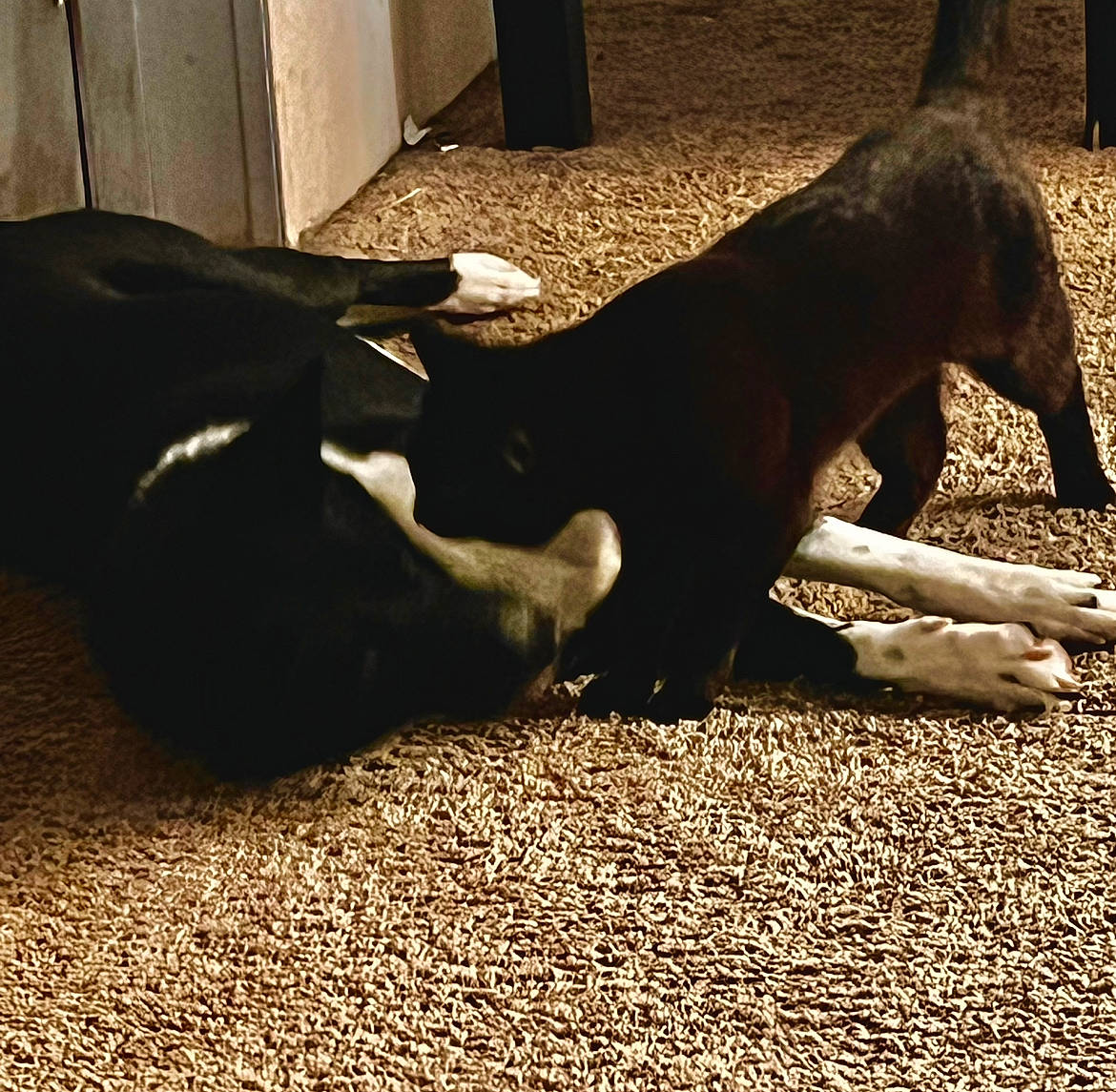 Pepper joined the competition — help win amazing prizes! canidae, carnivore, comfort, companion_dog, dog, dog_breed, fawn, flooring, fur, grass, hardwood, human_leg, paw, shadow, soil, tail, terrestrial_animal, tints_and_shades, wood, working_animal