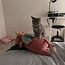 kitten, cat, plush_toy, unicorn, bed, indoor, lamp, desk, stool, gray_cat, furniture, cozy, cute, pet, soft_toy, resting, home, animal, carpet, blanket