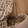 Molly joined the competition — help win amazing prizes! kitten, sleeping, bed, pillow, blanket, cat_pattern, gray_cat, cozy, indoor, resting, cute, feline, soft_light, fabric, nap, animal, pet, fur, comfort, peaceful
