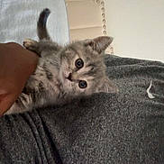 Molly joined the competition — help win amazing prizes! kitten, cat, gray_cat, tabby, pet, cute, curious, person, arm, bed, headboard, gray_shirt, logo, indoor, feline, animal, young_cat, clinging, closeup, domestic_cat