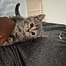 kitten, cat, gray_cat, tabby, pet, cute, curious, person, arm, bed, headboard, gray_shirt, logo, indoor, feline, animal, young_cat, clinging, closeup, domestic_cat