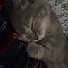 Molly joined the competition — help win amazing prizes! kitten, sleeping, cat, animal, pet, blanket, pattern, cozy, fur, cute, resting, indoor, small, paw, young, feline, soft, comfort, peaceful, nap