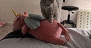 Molly is registered to the contest to win money with this photo: kitten, cat, plush_toy, unicorn, bedroom, desk, lamp, stool, carpet, bed, blanket, wall, decor, curious, furniture, indoor, soft_light, toy, animal, cute